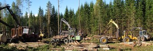skogensveteraner_9695